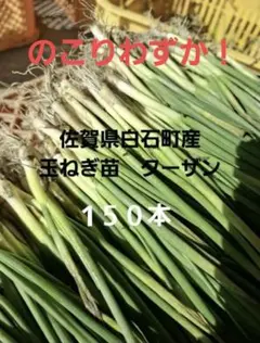 2026年最新】ターザン 苗の人気アイテム - メルカリ