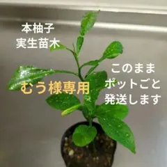 むう様専用【ポット発送】我が家の本柚子実生苗木＆