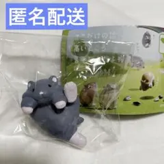 ここだけの話、高いところ苦手なんだよね　ロシアンブルー ハムスター　ガチャ