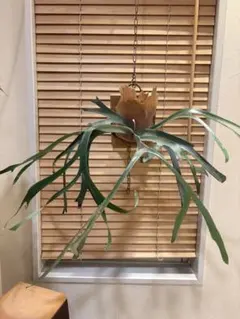P. willinckii 'Moonlight PN' 子株 - メルカリ