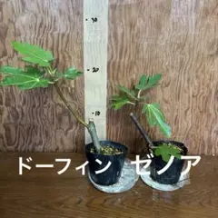 発根済み イチジク 挿し木 3本セット - メルカリ