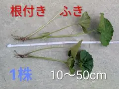 2025年最新】蕗の苗の人気アイテム - メルカリ