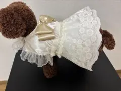 マイ様専用 犬服 ベージュお花柄ドレス 他3品 ハンドメイド - メルカリ
