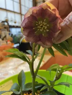 Keiko様 リクエスト 2点 まとめ商品