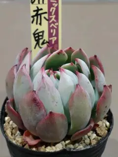 2025年最新】おらいさん苗 赤鬼の人気アイテム - メルカリ