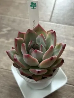 2025年最新】リンゼアナの人気アイテム - メルカリ