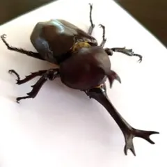 頭角奇形カブトムシ 60㎜ 標本 - メルカリ