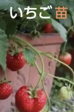 いちごの苗