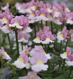 user_cef3e227様 リクエスト 5点 まとめ商品