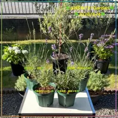 ☘️⑤☘️アロマティコ☘️グロッソ白色☘️市販苗☘️AG20260530