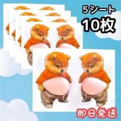 おなかシール 柴犬 スクイーズ ぷくぷくシール ぷにぷに シール交換