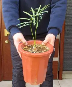 2026年最新】サイカス タイシルバーの人気アイテム - メルカリ