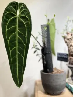 2025年最新】アンスリウム ワロクアーナム ダークナローの人気