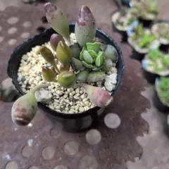 3号鉢　赤鬼　札付きポットごとメルカリ便おらいさん苗ミックスベリア 赤鬼 ミックスベリア 3頭 おらいさん苗 - メルカリ
