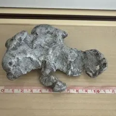 カニ 化石 標本 甲殻類 地学 - メルカリ