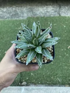 kake様 リクエスト 2点 まとめ商品