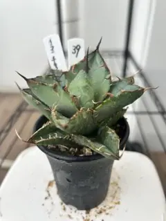 2025年最新】ペルシアンドワーフの人気アイテム - メルカリ