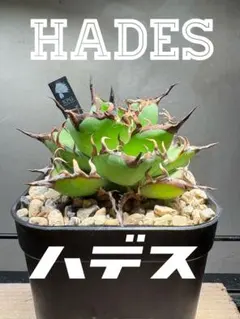 美株hades＋ノベルティ付き】 アガベチタノタ ハデス インフェルノ 1特