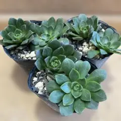 70#観葉植物ア工オニウム錦❤️レッド富士❤️青花磁 ❤️1大頭5子芽12cm 拔き苗 53#観葉植物ア工オニウム錦❤️レッド富士❤️青花磁 ❤️1大頭7子芽