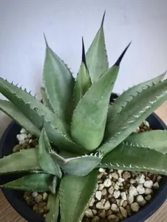 2025年最新】笹の雪 ハイブリッドの人気アイテム - メルカリ