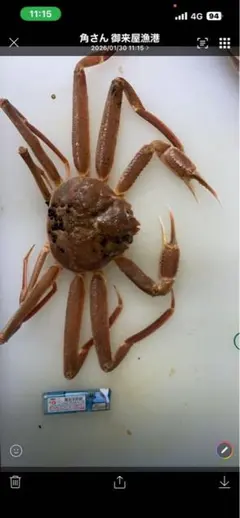 2026年最新】カニ 標本の人気アイテム - メルカリ