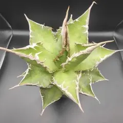 ハノのふじ様 リクエスト 5点 まとめ商品