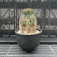 ユーフォルビア　オベサ　バリダ　ホリダ