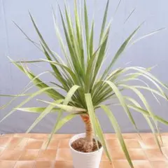 ドラセナ コンシンネ ② 多幹仕立て 観葉植物　鉢底から約130cm盆前特価 ドラセナ コンシンネ ② 多幹仕立て 観葉植物 鉢底から約130cm - メルカリ