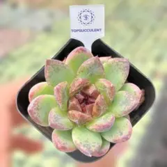 Top【選抜株】多肉植物 16363オルビキュラータ錦 60個 鉢無し/脱土