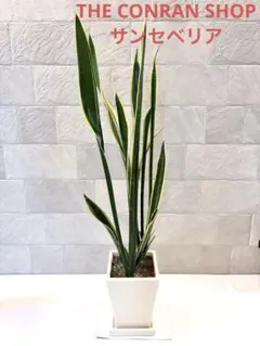新品未使用The CONRAN SHOPコンランショップフラワーベース花瓶乳白色 新品未使用The CONRAN SHOPコンランショップフラワーベース花瓶乳白色