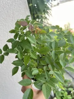 ミニ薔薇 ４苗　色不明　とても元気￼のサムネイル
