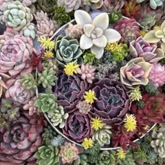 ⑥ 多肉植物カット苗詰め合わせ　寄せ植えセット　ちまちま寄せ植え