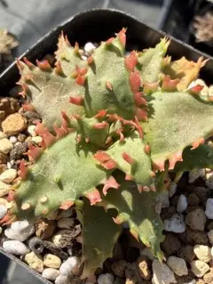 アロエ ハイブリッド Aloe hybrid 第四種 M−20 - メルカリ