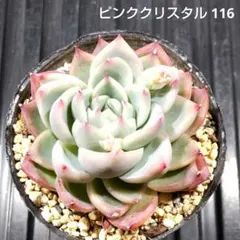 ピンククリスタル 116 エケベリア 多肉植物 抜き苗