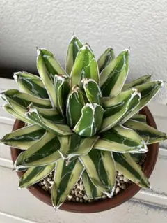 2025年最新】笹の雪 輝山の人気アイテム - メルカリ