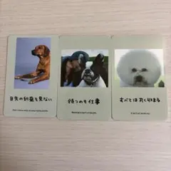 犬の格言カード 3枚セット
