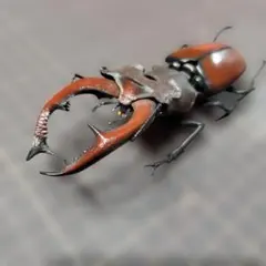 みやまクワガタメス 北海道厚真産 標本 用 - メルカリ