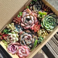 多肉植物　カット苗　多肉弁当　寄せ植え　詰め合わせ