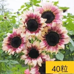 ライル様 リクエスト 5点 まとめ商品