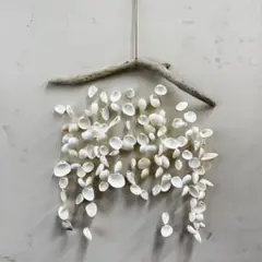 貝殻 インテリア
