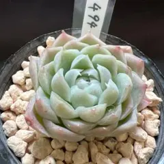 494 ヒューミリス　カット苗