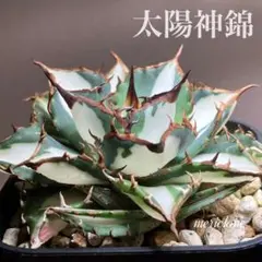 [okami](速達)アガベ 太陽神 黄中斑 白犀錦 同梱 okami様専用](速達)アガベ 太陽神 黄中斑 白犀錦 同梱