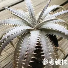 2026年最新】Dyckia 'Dakota'の人気アイテム - メルカリ