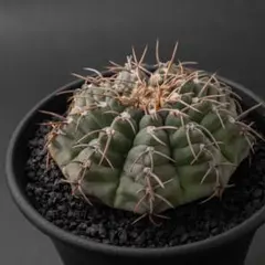 レア ギムノカリキウム SP-G49 抜き苗発送 サボテン多肉植物 - メルカリ