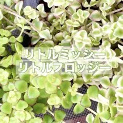 ルビーネックレス とリトルミッシー - メルカリ