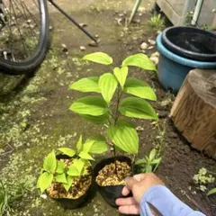 ほいよ❗様 リクエスト 2点 まとめ商品