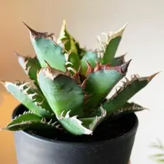 Agave アガベ ゴリ猫 地獄猫 レッドキャットウィーズル 鉢のまま発送