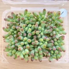 1 多肉植物　多肉弁当　詰め合わせ　寄せ植え　セット　カット苗　乙女心　セダム