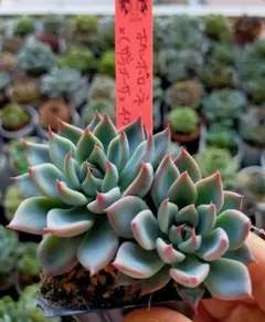 抜き苗❤️レア✨ドリームスーツ✕タパパ❤️ ♡