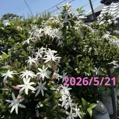 スタージャスミン挿し木、挿し穂、庭木、香り植物、白花、紅葉、つる性